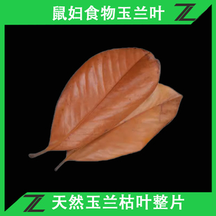 鼠妇食物干枯玉兰叶子整片落叶宠物玉兰树叶鼠妇马陆甲虫垫材饲料