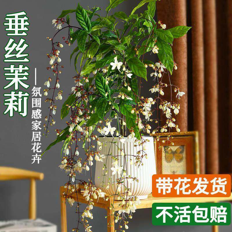 垂丝茉莉盆栽带花苞室内花卉小苗四季开花阳台垂吊海棠花植物大苗