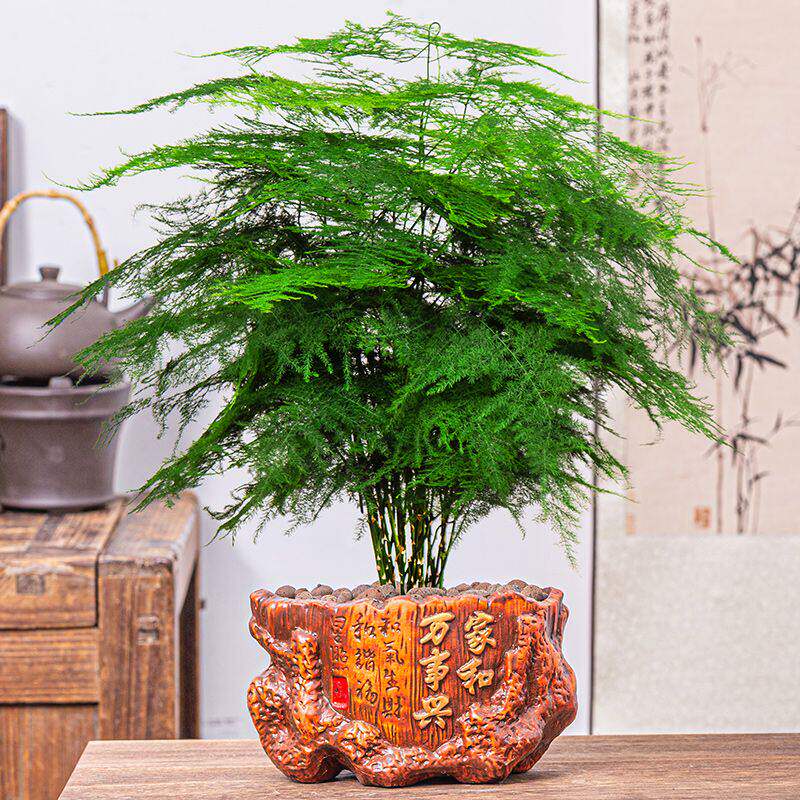 文竹盆栽绿植花卉盆景植物室内客厅水培文松云竹带盆大苗四季常青