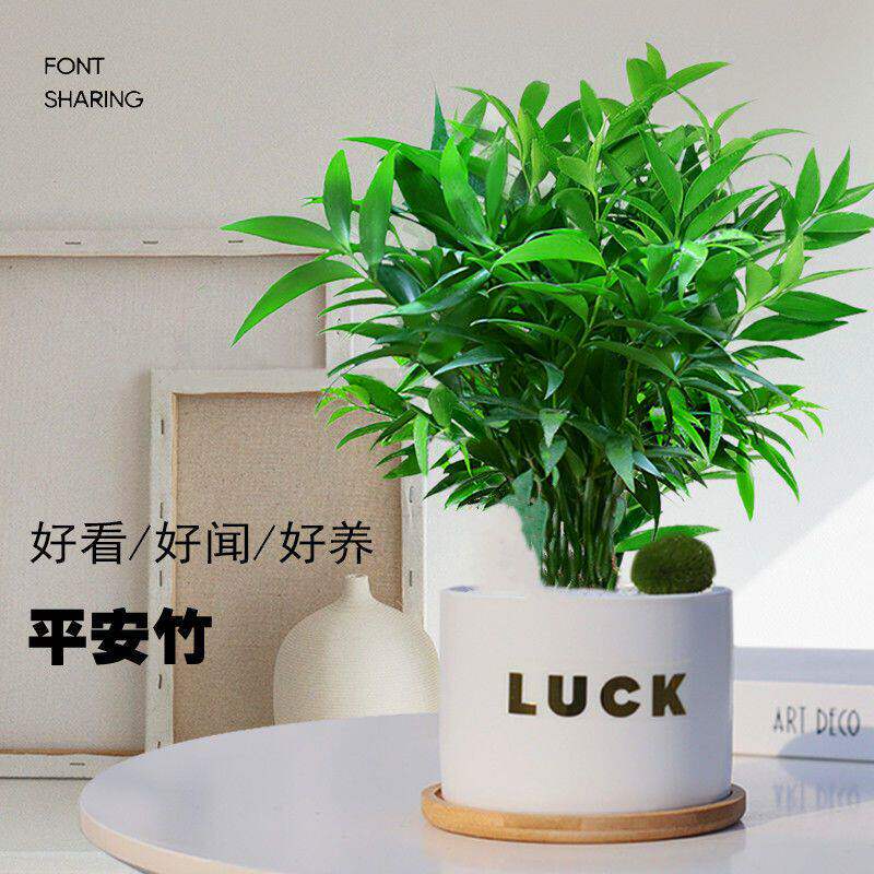 竹柏长寿竹盆栽平安竹室内阳台净化空气驱蚊植物水培懒人绿植花卉