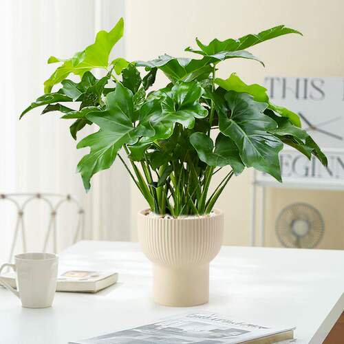 春雨绿植盆栽花卉植物室内易养活龟背竹无土春羽水培植物室内好养