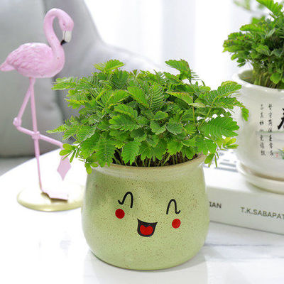 含羞草盆栽小绿植大苗成品可爱植物四季常青室内趣味植物好养花卉