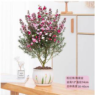 澳洲松红梅一树多色耐寒绿植花卉盆栽阳台客厅窗台庭院带原盆