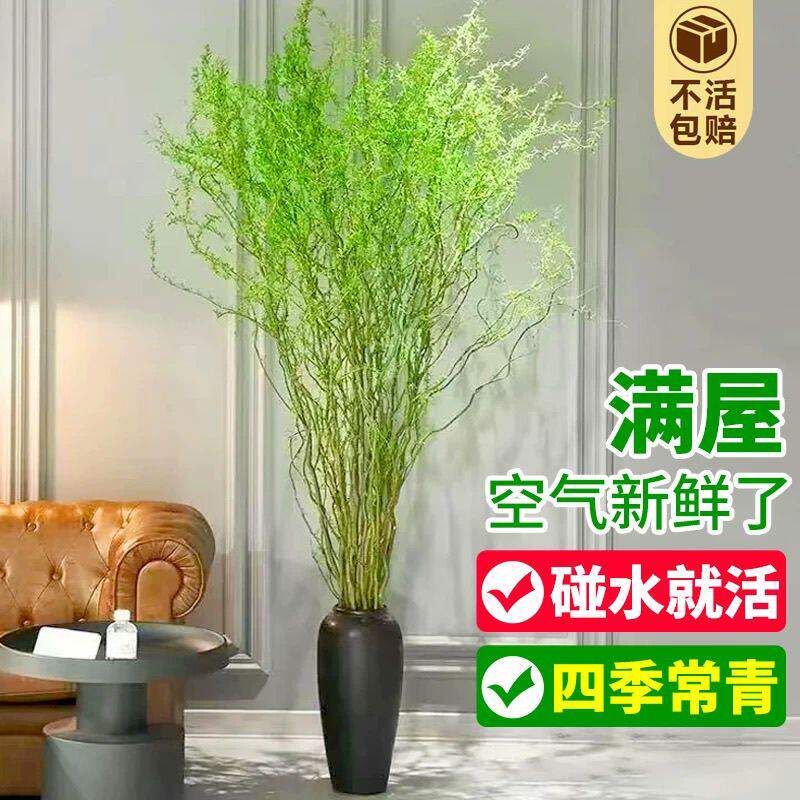 水培植物龙柳鲜枝切花水养绿植雪柳干支室内吊钟装饰盆栽泡水长根