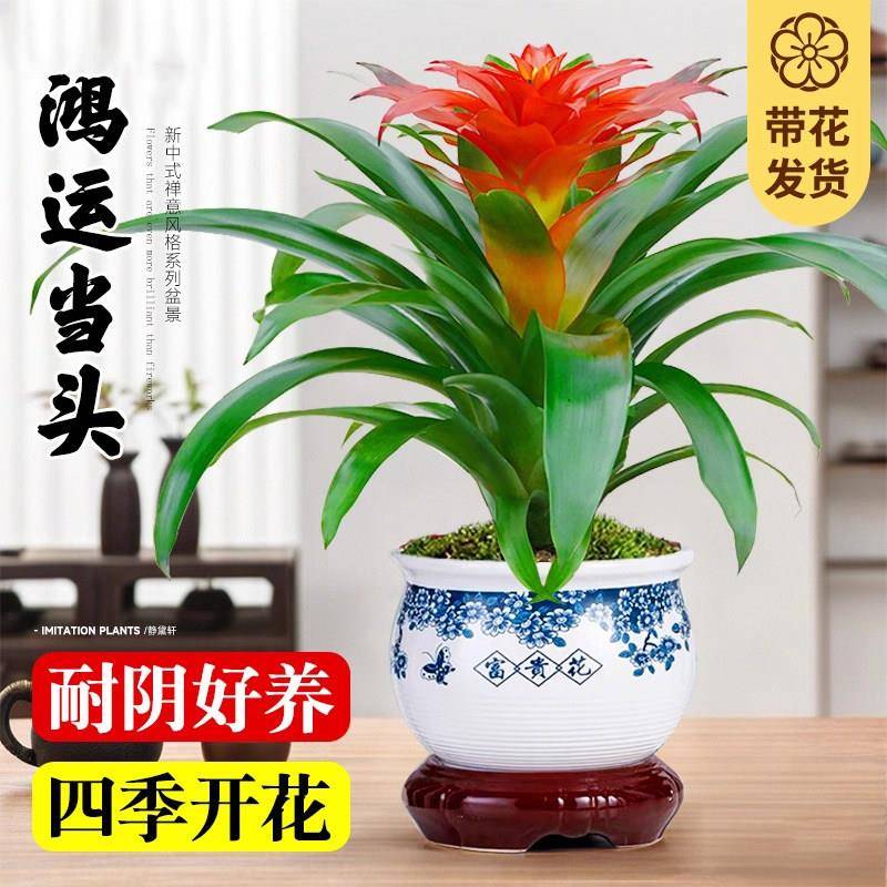 大盆鸿运当头盆栽植物花卉凤梨小红星大型绿植室内客厅办公室招财