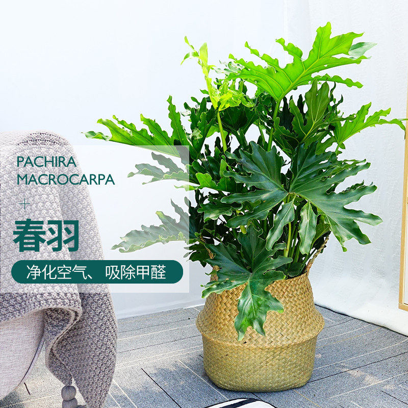 春雨绿植水培植物春羽盆栽办公室室内花卉客厅水生好养龟背竹绿萝