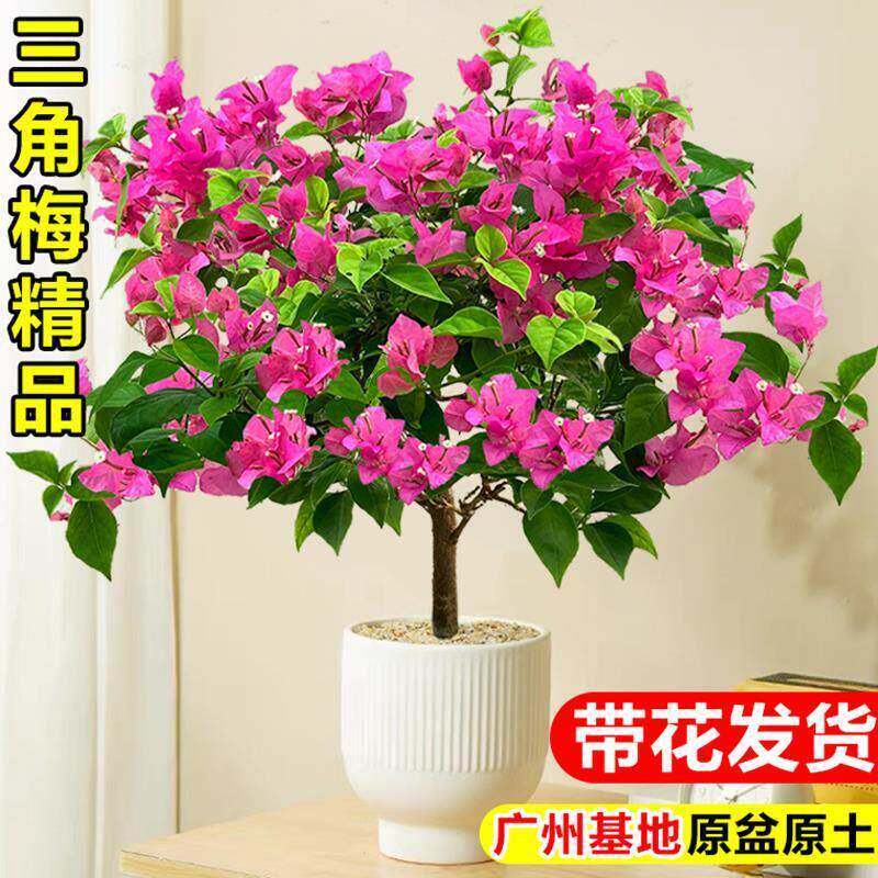 三角梅盆栽带花绿樱树阳台庭院爬藤植物耐寒好养四季开花卉绿植