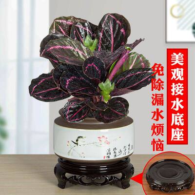 红美丽竹芋猫眼彩虹苹果孔雀室内办公室桌面吸甲醛喜庆花卉四季常