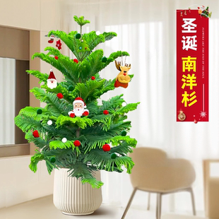 水培植物南洋杉绿植室内盆栽办公室桌面净化空气四季常青好养易活