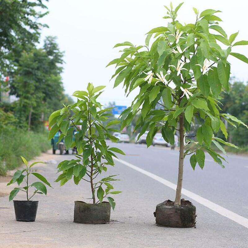 白兰花盆栽黄兰花卉植物黄果兰室内玉兰树苗黄角兰四季开花浓香型