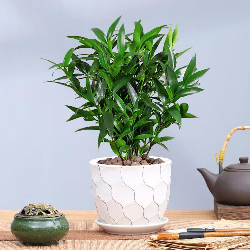 竹柏盆栽绿植室内客厅书房植物花卉长寿竹四季常青耐寒植物好养活