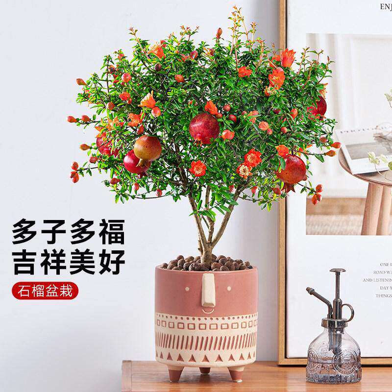石榴花盆栽石榴树树苗果树果苗室内庭院南北方四季水果树种植耐寒