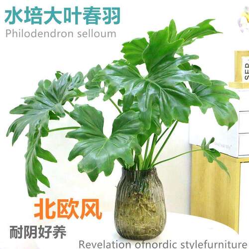 春雨绿植盆栽无土春羽花卉植物室内易养活龟背竹水培植物室内好养