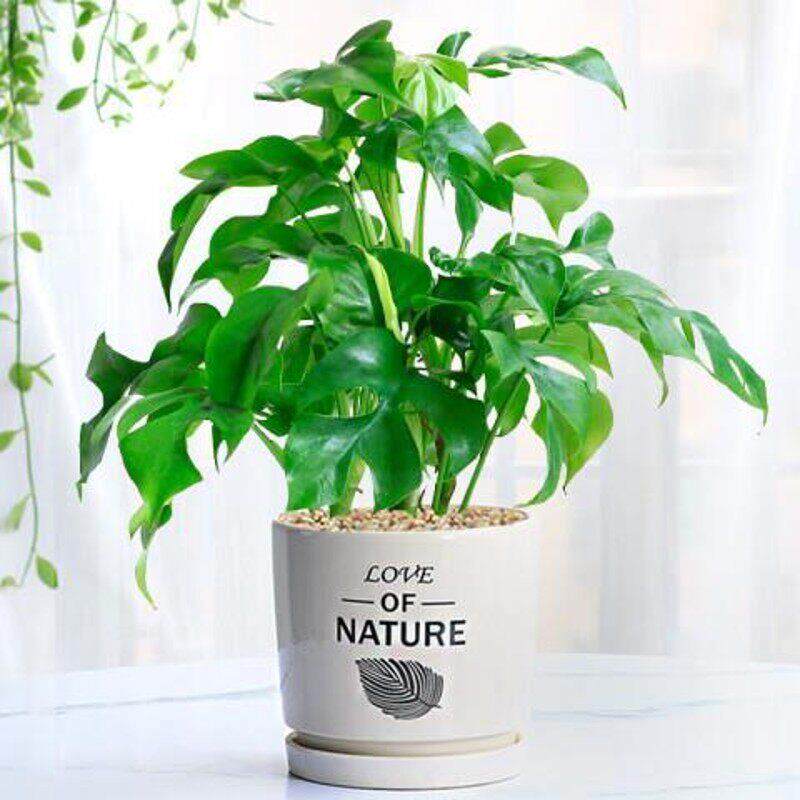 米歇尔仙洞龟背竹爬藤植物室内外好养活观叶垂吊绿植摆件垂藤耐阴