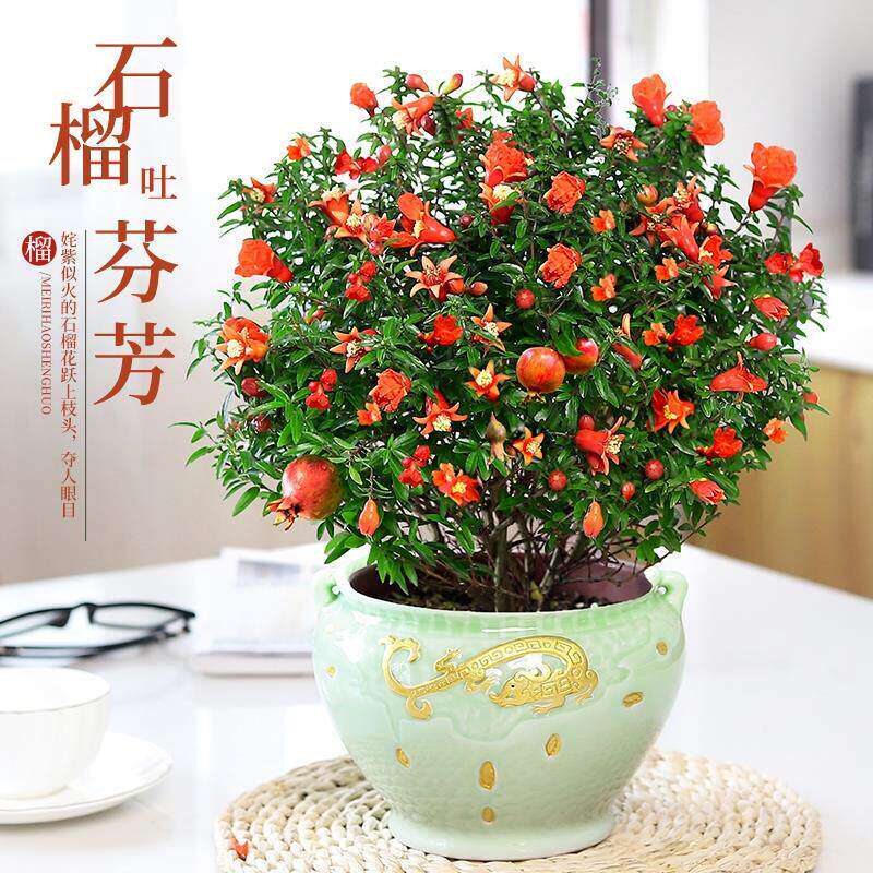石榴花苗老桩盆景结果食用盆栽植物室内外好养花卉绿植观赏石榴花