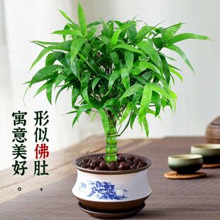 罗汉竹佛肚竹盆栽老桩室内客厅庭院绿植四季常青矮化竹子盆景好养