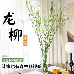 国风龙柳鲜切枝富贵竹客厅水培绿植物花卉室内盆栽好养活干支雪柳