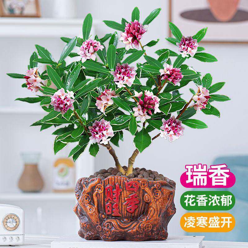 金边瑞香浓香型四季盆栽盆景苗室内阳台庭院绿植植物种植高档花卉