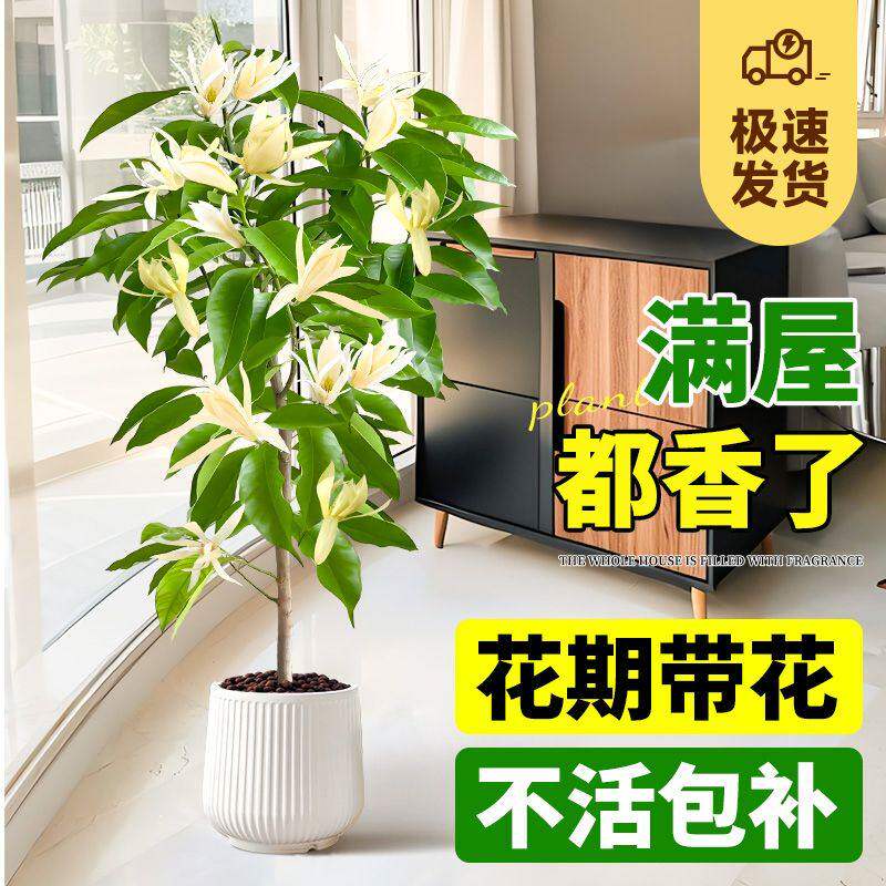 白兰花盆栽黄兰花卉植物黄果兰室内玉兰盆栽黄角兰四季开花浓香型