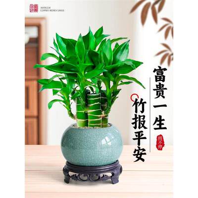 文昌竹盆栽富贵竹转运招财植物懒人四季好养办公室内桌面绿植花卉