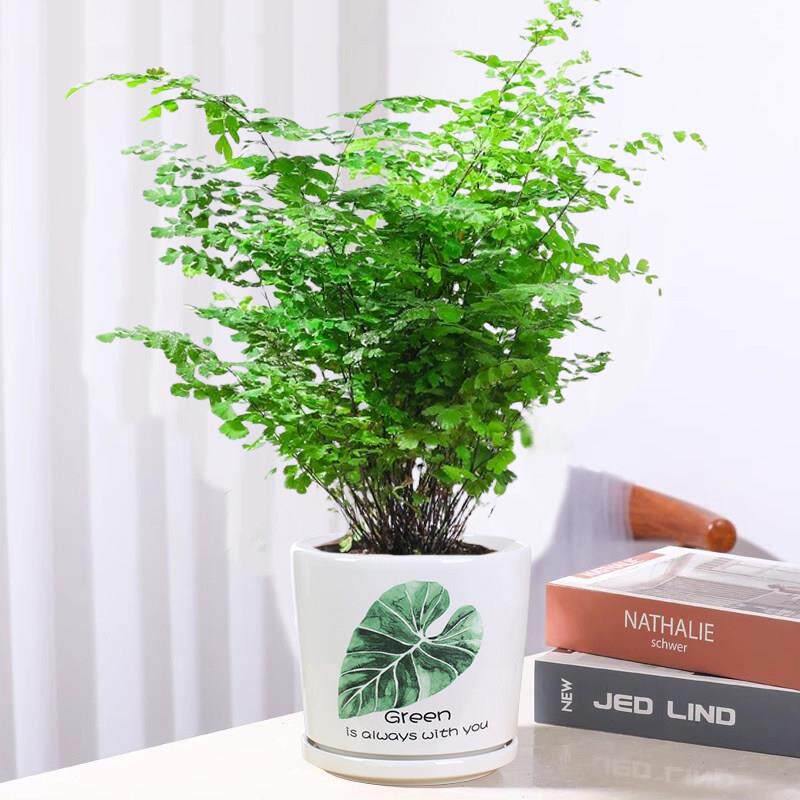 铁线蕨禄植盆栽客厅吸甲醛绿植凤尾蕨铁丝草室内耐寒耐阴蕨类植物