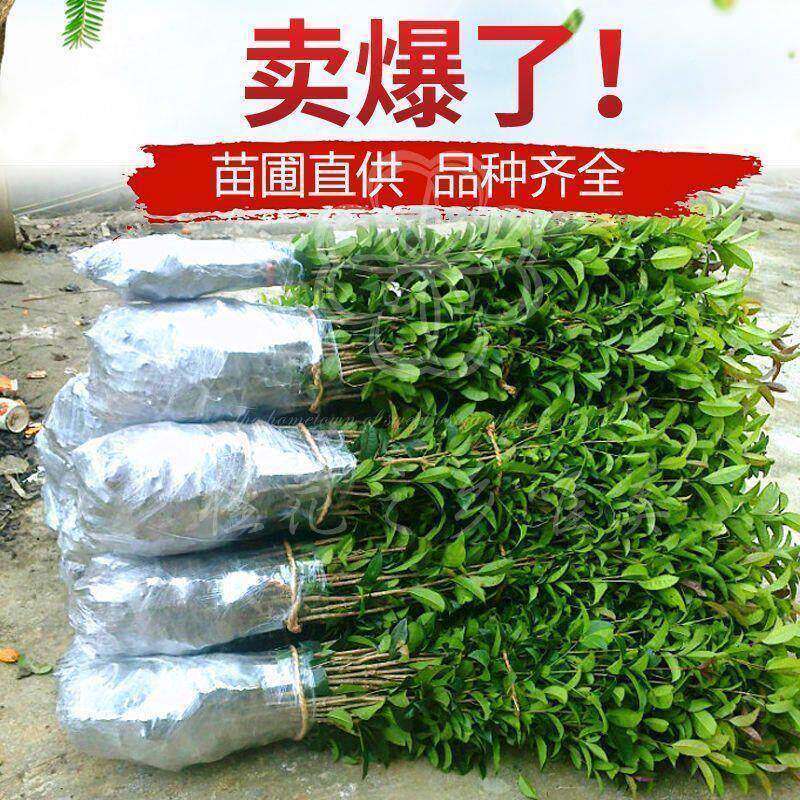 桂花树苗四季桂金桂丹桂血桂八月桂庭院室外盆栽绿植地栽桂花小苗