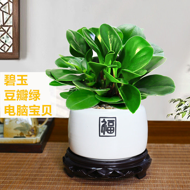 豆瓣绿盆栽碧玉植物办公桌面水养绿植绿植室内净化空气除甲醛绿植