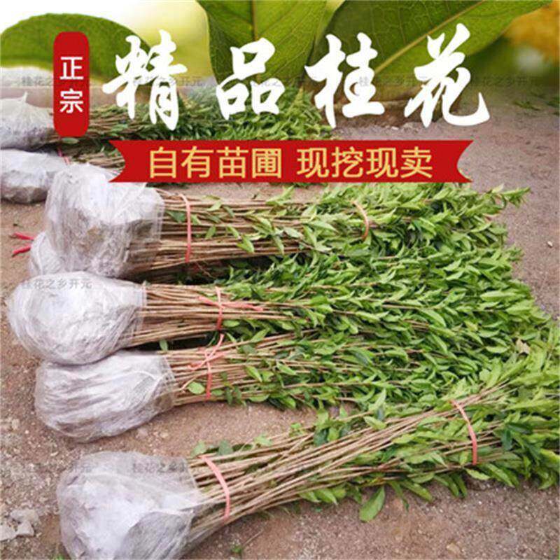 桂花树苗金桂丹桂八月桂四季桂血桂状元红庭院桂花盆栽室内外绿植