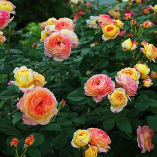 罗斯曼尼詹森月季花大阳台庭院地栽攀援特大花浓香耐热植物四季