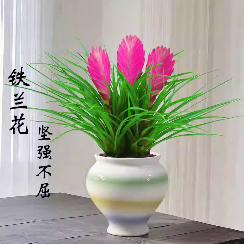 铁兰花盆栽带花招财手紫色空气凤梨桌面花卉绿植室内客厅四季开花