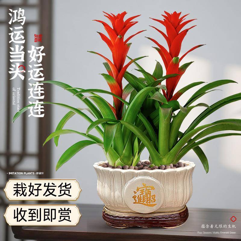 鸿运当头小红星盆栽带花办公室书桌面美观室内懒人好养绿植红色花
