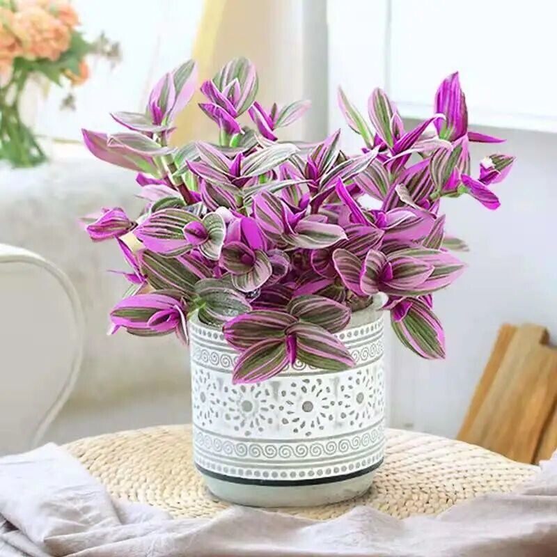 油画婚礼吊兰新品多肉进口植物花卉盆栽室内养活老桩喜阳室内绿植