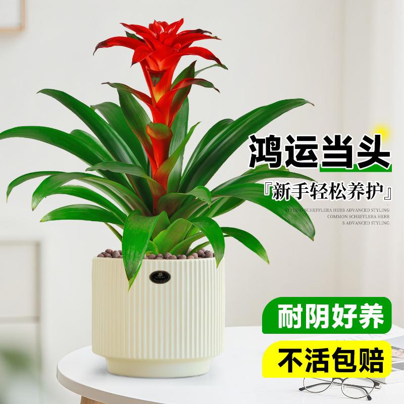 鸿运当头带盆栽好花卉小红星绿花盆景水养植物室内净化空气大凤梨
