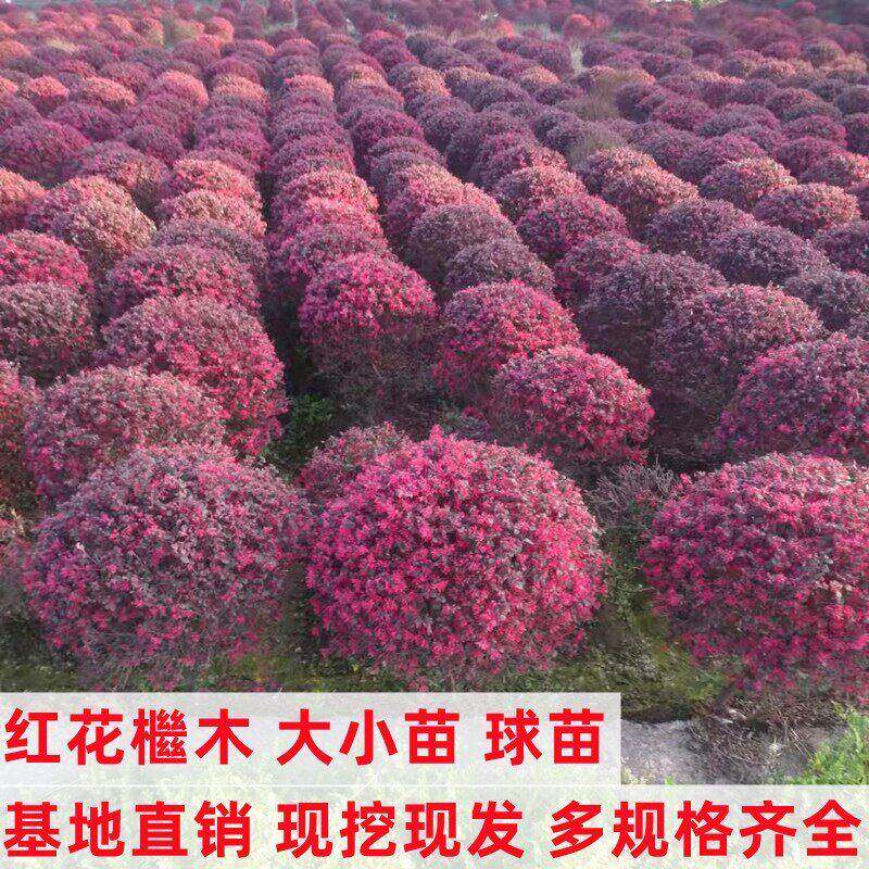 红花红继木苗盆景绿化绿植耐寒树苗花卉四季开花常青室内阳台树苗