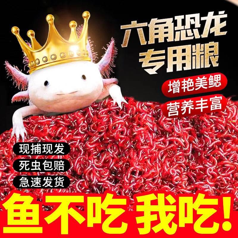 鲜活乌龟红虫饲料鱼食金鱼六角锦鲤恐龙蝾螈鱼饲料孔雀鱼饵料专用