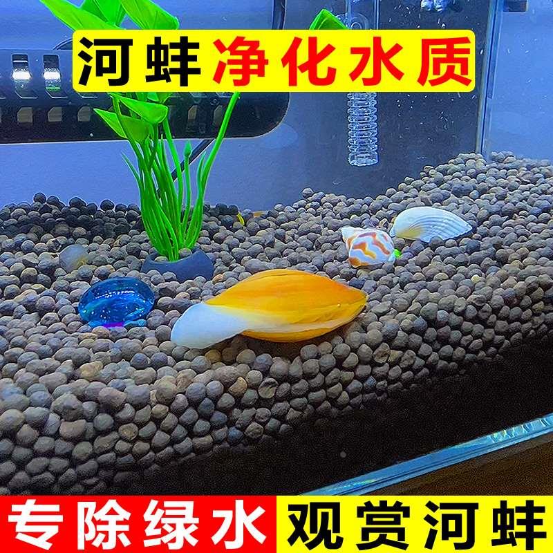 鱼缸专吃鱼屎粪便冷水观赏淡水鱼热带鱼清理清道夫鱼清洁净水河蚌
