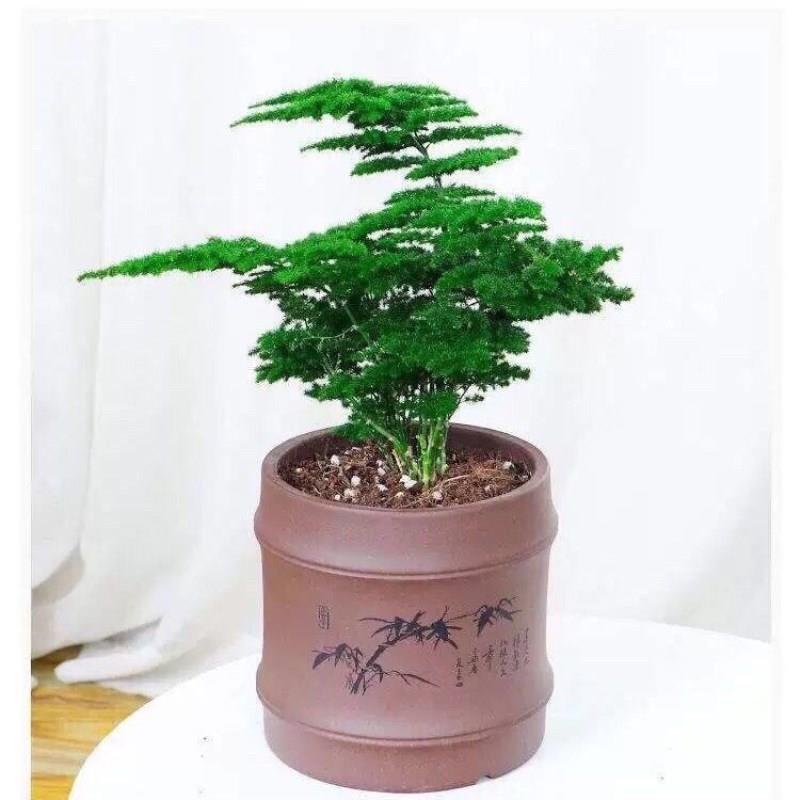 唐山矮生云竹文竹云松竹假山盆景办公室内桌面小盆栽好养绿植常青