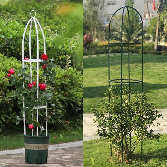 Plants growing trellis