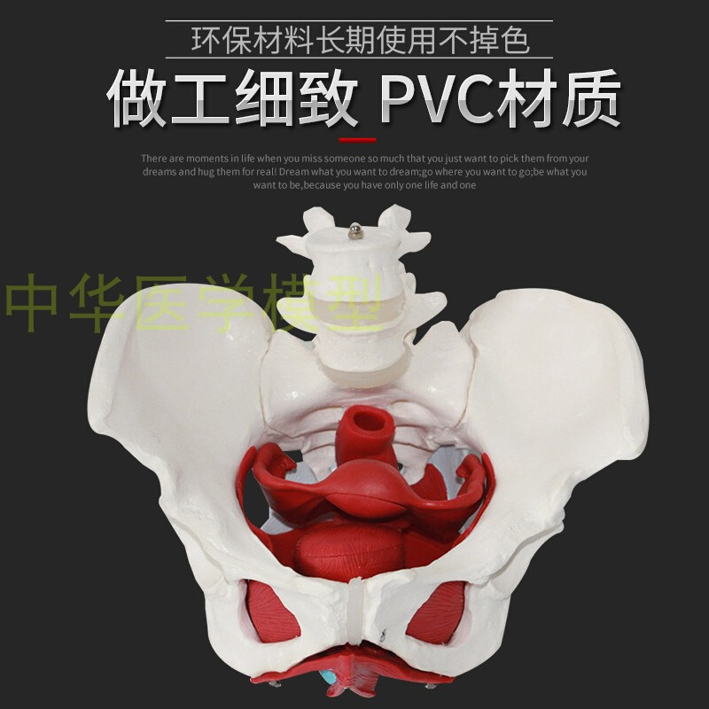 女性骨盆模型 女性盆底肌肉模型 医学助产教学模型 人体骨骼模型