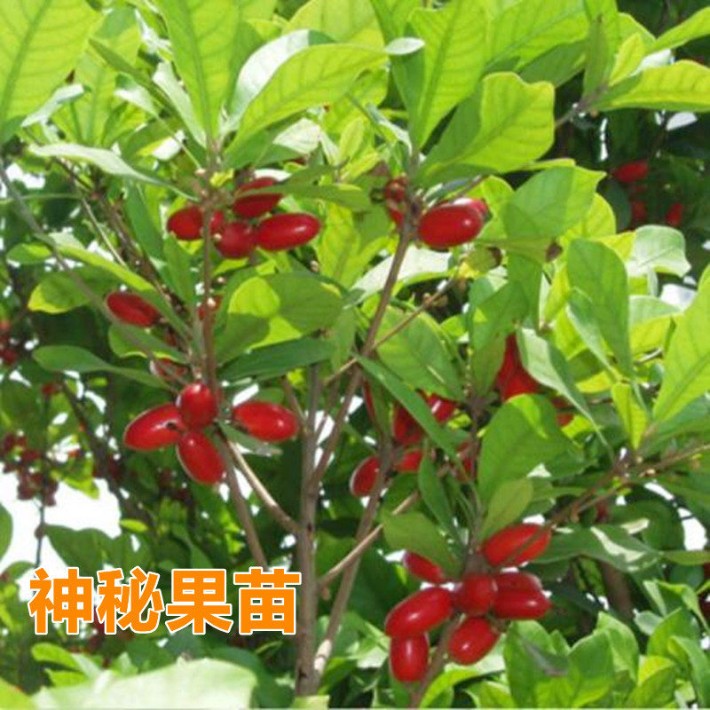 美观红果神秘果树苗变味果多季花