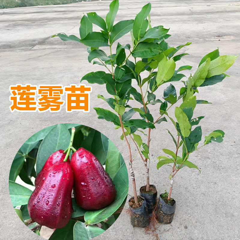 莲雾苗黑糖芭比黑金刚大叶红台湾品种嫁接苗盆栽地栽庭院种植