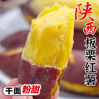 板栗红薯粉糯香甜沙地种植