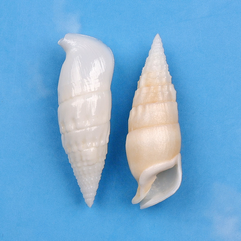 竹笋蟹守螺天然海螺寄居蟹替换壳备用鱼缸水族馆造景装饰标本收藏