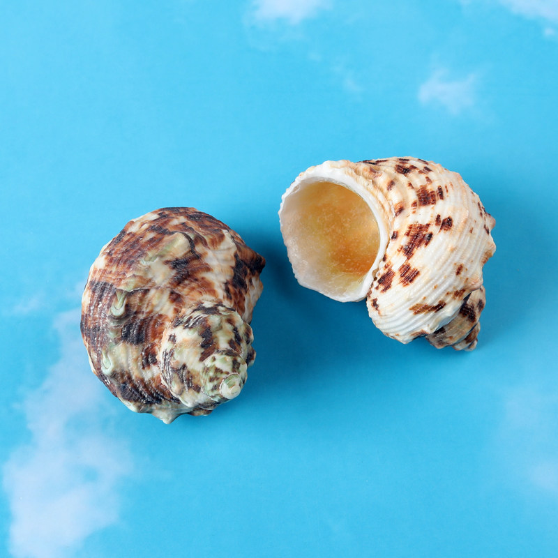 金口蝾螺天然海螺卷贝鱼寄居蟹替换壳备用壳鱼缸造景装饰标本收藏