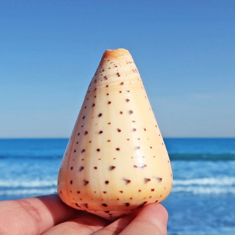 桶形芋螺天然黄玉米螺鱼缸装饰海螺水族箱造景家具收藏摆件工艺品