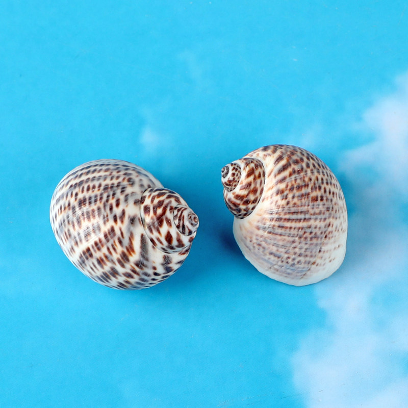 斑玉螺天然海螺鸟蛋螺卷贝鱼寄居蟹替换壳鱼缸造景装饰儿童工艺品