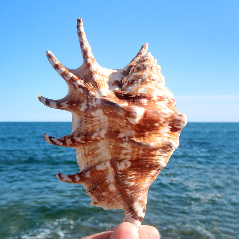 蜘蛛螺天然海螺鱼缸水族箱造景家居装饰标本创意摆件七角螺工艺品