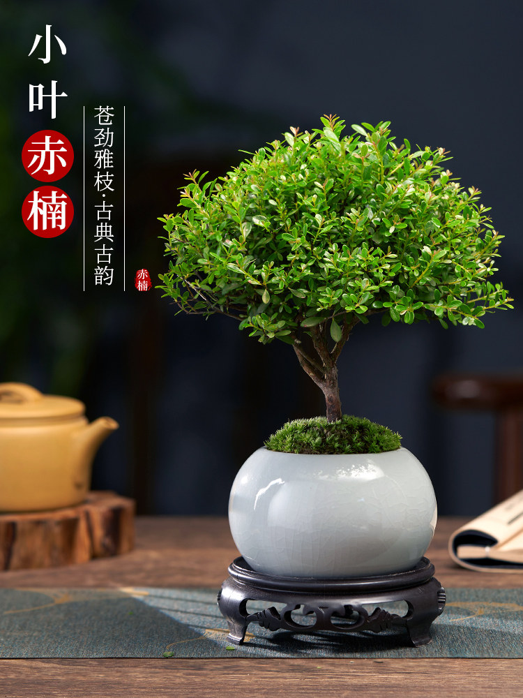 小叶赤楠老桩盆景苗植物花卉赤楠木盆景四季常青净化空气植物