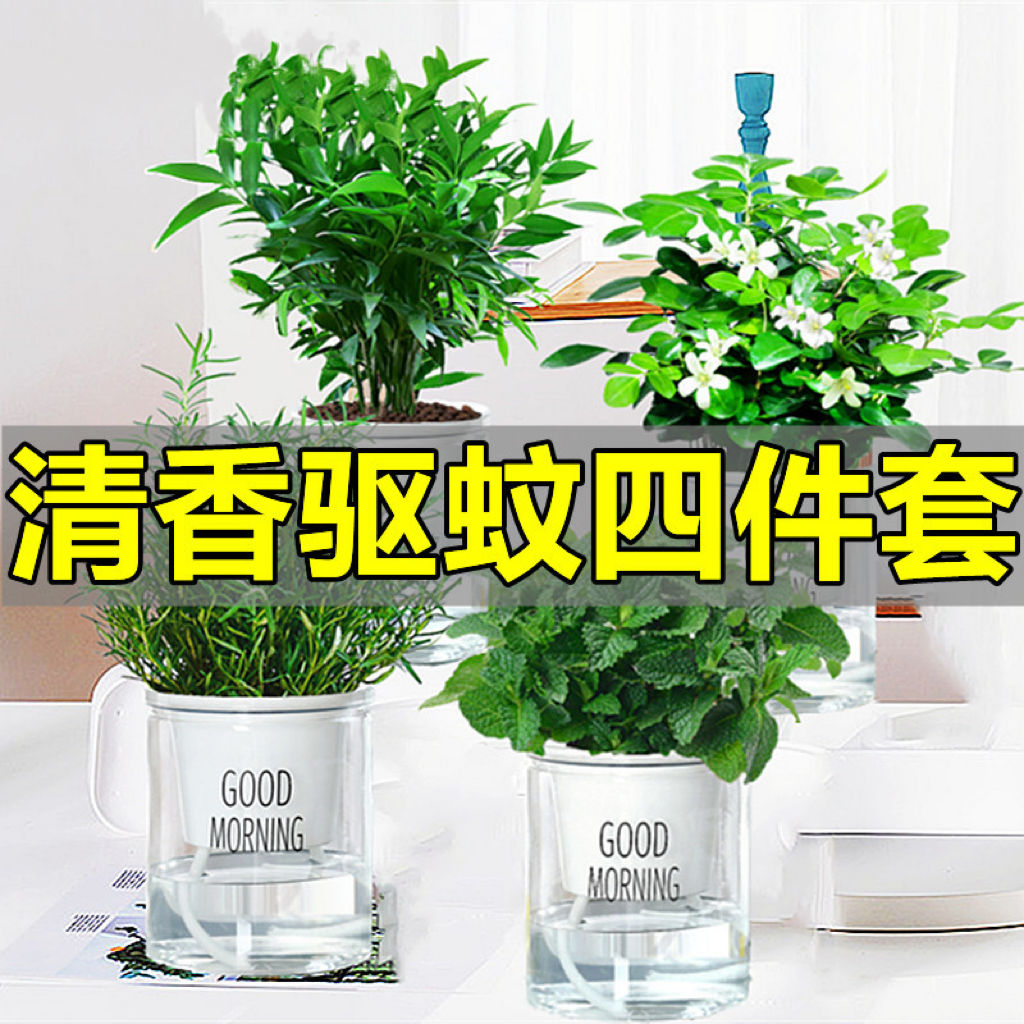 驱蚊植物水培薄荷叶竹柏迷迭香九里香盆栽花卉室内绿植新鲜