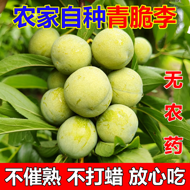 农家自种青脆李无农药土李子孕妇